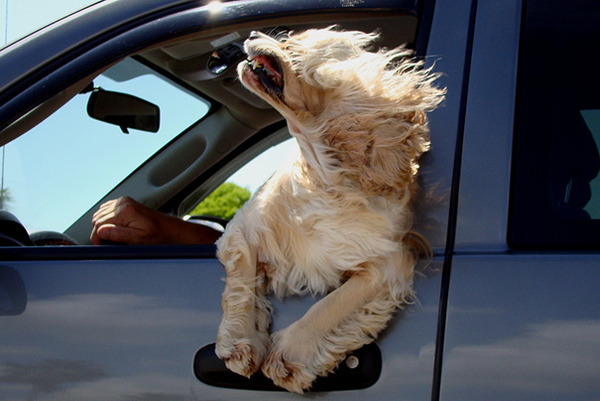 走行中の車から顔を出す犬のおもしろ顔画像 17