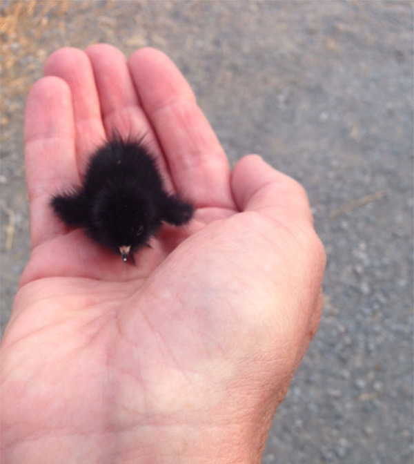 可愛いクイナの動物の赤ちゃん