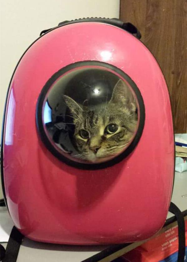一緒に宇宙行っちゃう？宇宙飛行士みたいな猫用バックパック！ (5)