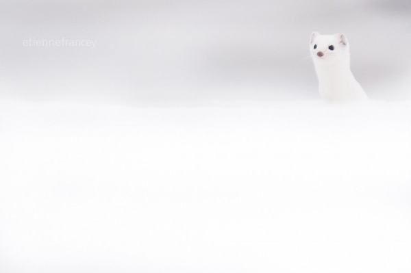 オコジョ 可愛すぎる純白のイタチ科の小動物