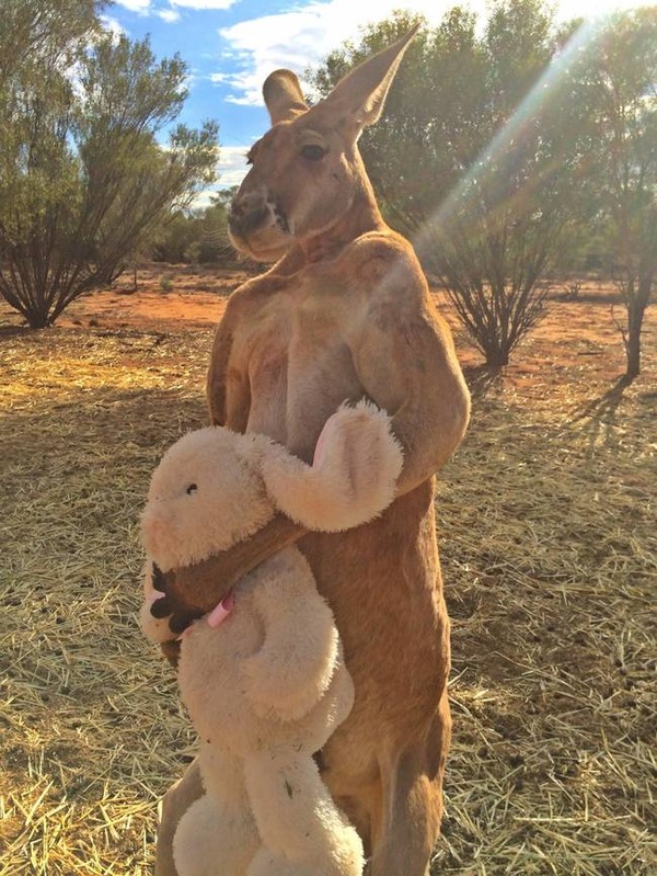 ぬいぐるみを抱えるカンガルー