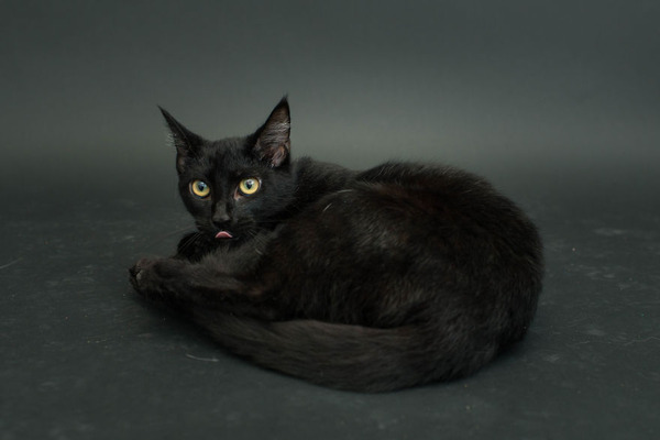 アメリカのアニマルシェルターで里親を待つ黒猫たちの写真 (7)