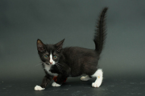 アメリカのアニマルシェルターで里親を待つ黒猫たちの写真 (6)