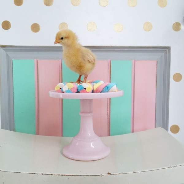 かわいいひよこの写真15