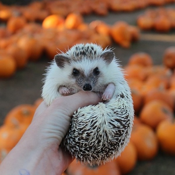 フルーティハリネズミ