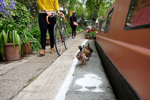 アヒル専用道路 ダックレーン duck lanes 5