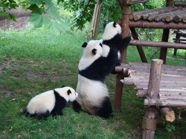 かわいいジャイアントパンダの画像 7