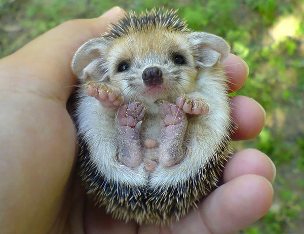 愛嬌たっぷりなルックスがたまらねぇ ハリネズミって可愛いよねっていう画像いっぱい 愛嬌たっぷりなルックスがたまらねぇ ハリネズミって可愛いよねっていう画像いっぱい