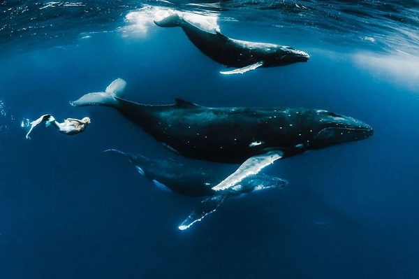 ザトウクジラとモデルのダイバーが一緒に海中を泳ぐ 7