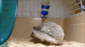 かわいいハリネズミのGIF画像7