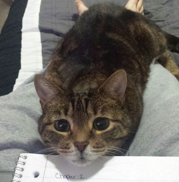 猫は構ってツンデレちゃん 甘えん坊な猫の可愛い表情 猫は構ってツンデレちゃん 甘えん坊な猫の可愛い表情