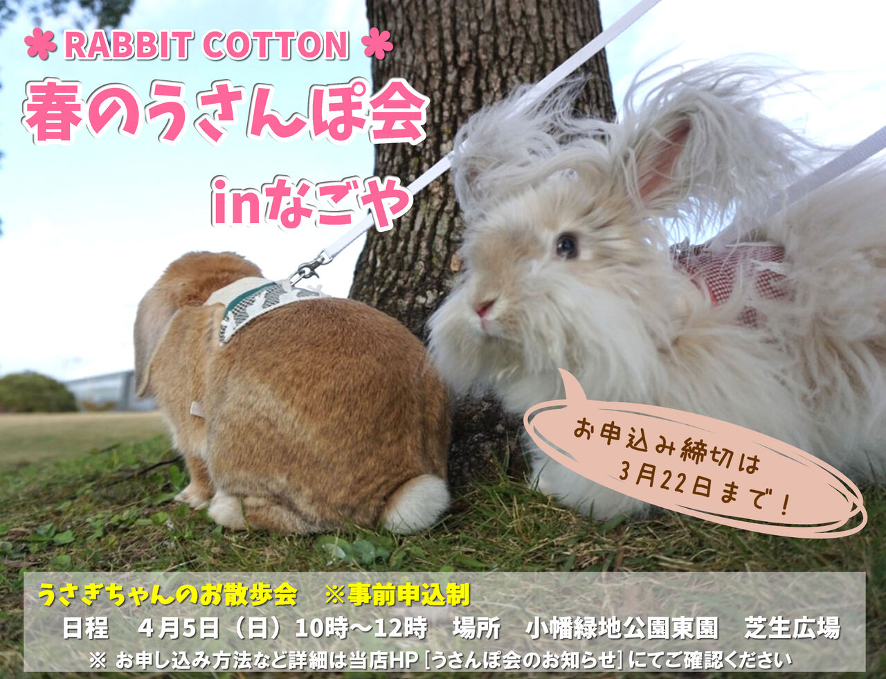 うさんぽ会のお知らせ Rabbit Cotton うさんぽ会のお知らせ Rabbit Cotton