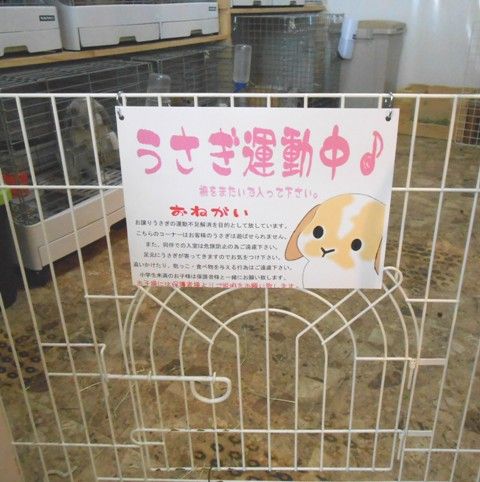 最高かつ最も包括的なうさぎ 運動 最高の動物画像 最高かつ最も包括的なうさぎ 運動 最高の動物画像
