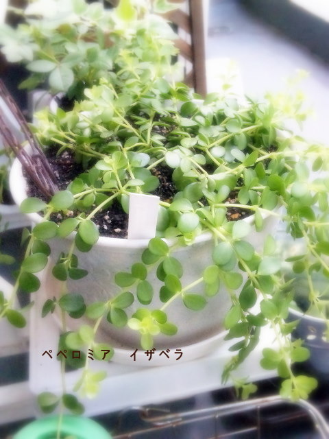 ガーデニング Natural Sounds ガーデニング Natural Sounds