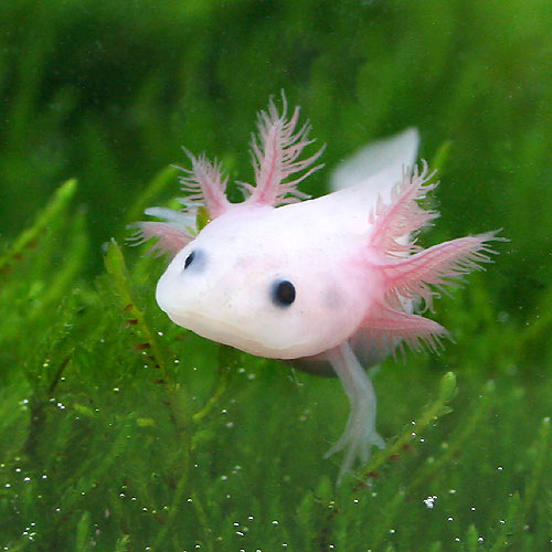 食用山椒魚 優庵 Graceful Hermitage