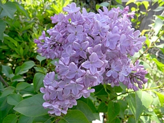 lilac_2R0024752