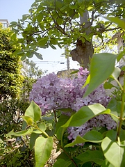 lilac_1R0024751