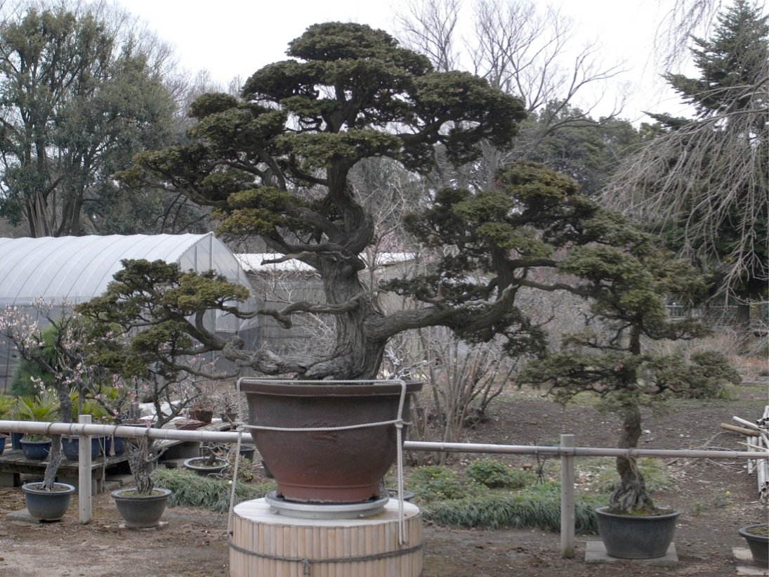 皇居見学 ０４奥へ奥へ 巨大盆栽 Rabirabi Diary