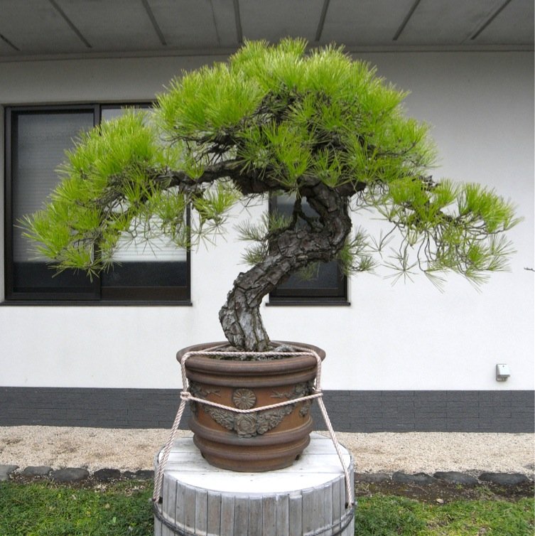 皇居見学 ０４奥へ奥へ 巨大盆栽 Rabirabi Diary