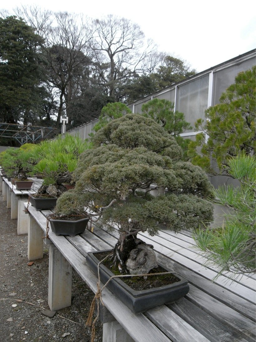 皇居見学 ０４奥へ奥へ 巨大盆栽 Rabirabi Diary