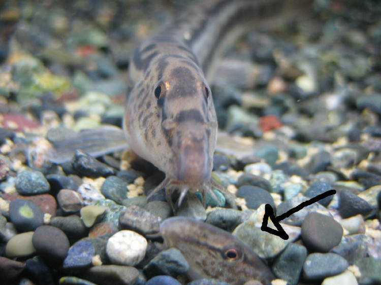 ときどき金魚 From Rabbit House