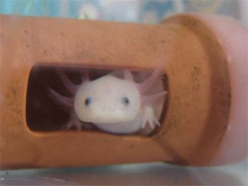 From Rabbit House ウーパールーパー