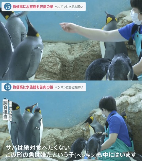 【画像】水族館のペンギンさん、エサ代を節約するためにサバを与えるも、安い飯は食いたくないと拒否ｗｗｗｗｗｗｗｗｗｗｗｗｗｗ