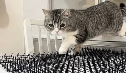 【画像】もちまる、飼い主の再生数稼ぎのために過酷な試練を課され続けるWWWWWWWW