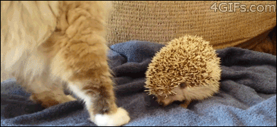 爆笑！動く！可愛い！猫のGIF画像！ おもしろ画像集 | おにぎりまとめ