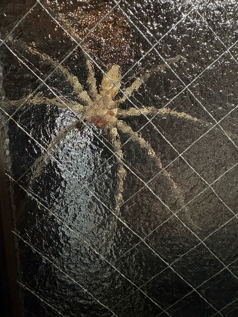 【画像】窓の外にヤバイ奴がいる😱