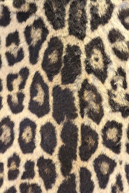 leopard-print-1446894_640