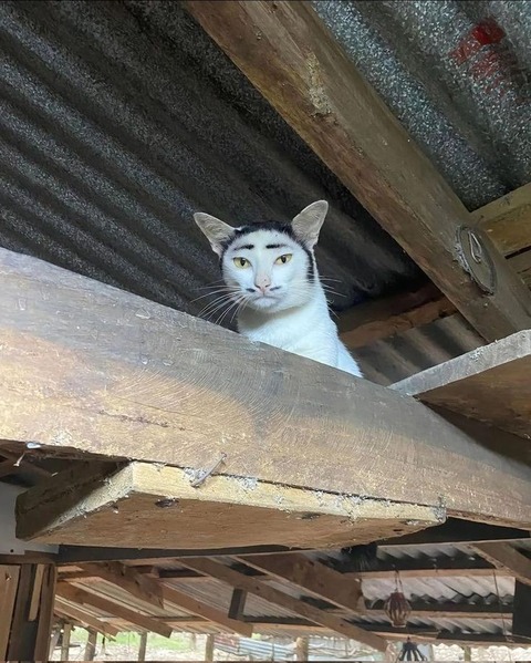 織田信長みたいな猫の画像見つけたｗｗｗｗｗｗｗｗｗ