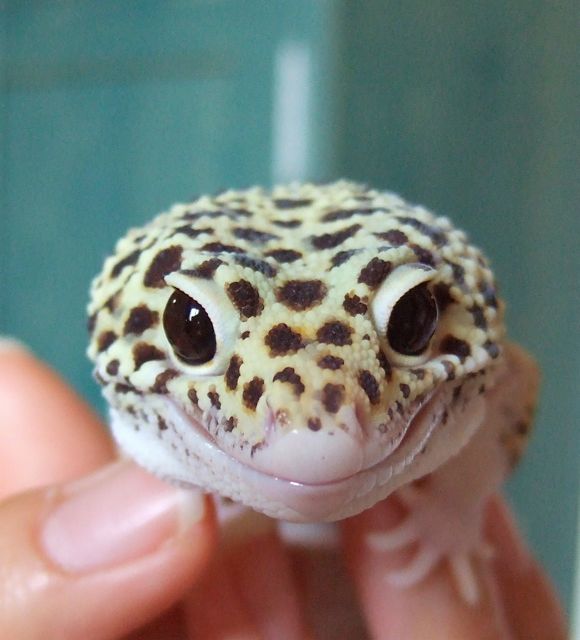 新垣結衣 30 ペットとしてヒョウモントカゲモドキを飼育してます 笑 これガチでヤバイ 吹き出し型2chまとめ Line2ch 新垣結衣 30 ペットとしてヒョウモントカゲモドキを飼育してます 笑 これガチでヤバイ 吹き出し型2chまとめ Line2ch