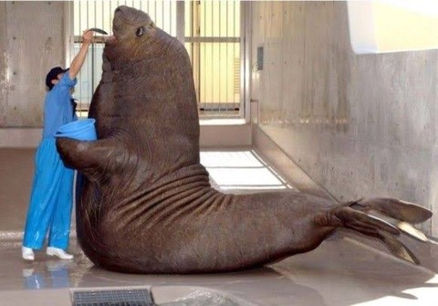 悲報 最強の肉食獣 トラでもライオンでもなくアザラシだった 画像あり ラビット速報