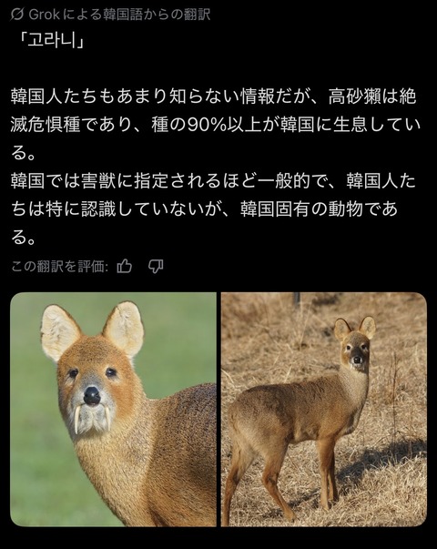韓国の謎の動物「고라니」、微妙にかわいい （※画像あり）