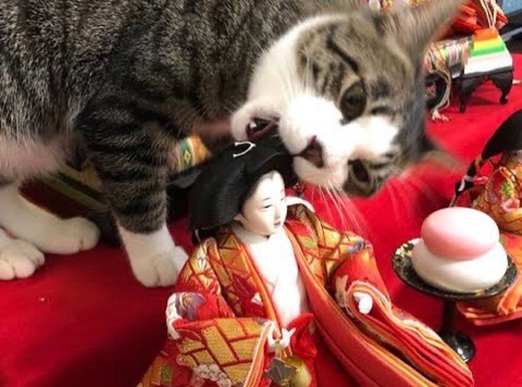 【怪異】雛人形の髪が伸びる理由、判明する （※画像あり）