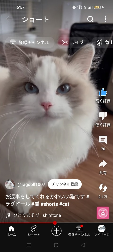 【画像】ラグドールとかいう猫かわいすぎる…