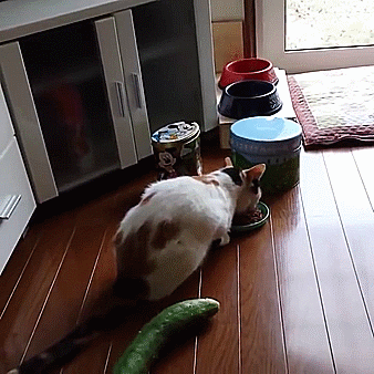 画像 ねこちゃん キュウリに大喜びｗｗｗｗｗｗｗｗｗｗｗ 人気の話題まとめましたm9 W