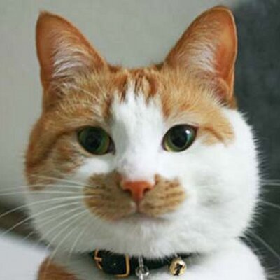 にゃ ん 笑 この猫の顔wwwwwwww 画像あり ラビット速報 にゃ ん 笑 この猫の顔wwwwwwww 画像あり ラビット速報