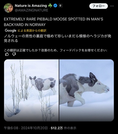 【画像】牛みたいな鹿、見つかるｗｗｗｗｗｗｗｗｗｗ