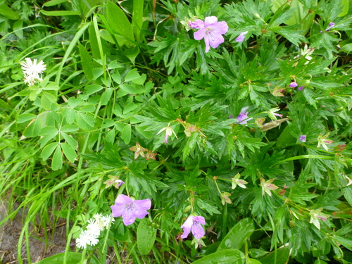 P1060535