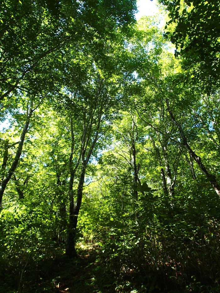 P7133329