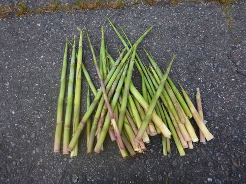 P1020765