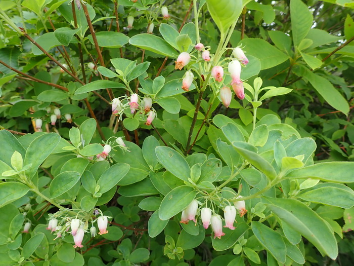 P7060008