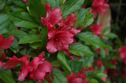 IMGP0669