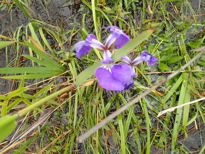 P7113283