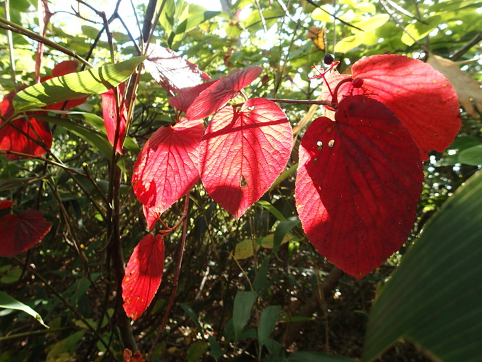 P9191538