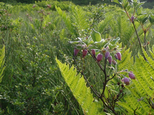 P6300012