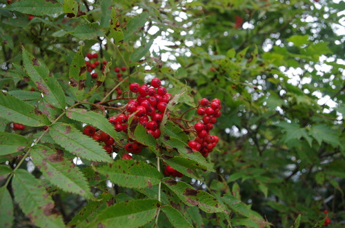 IMGP1157