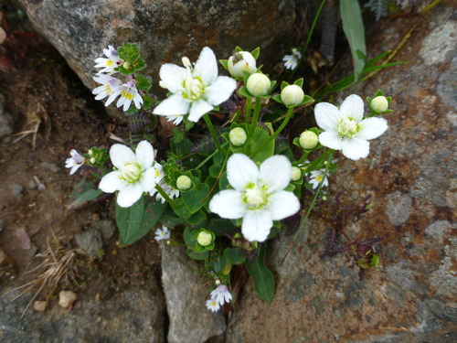P1010524